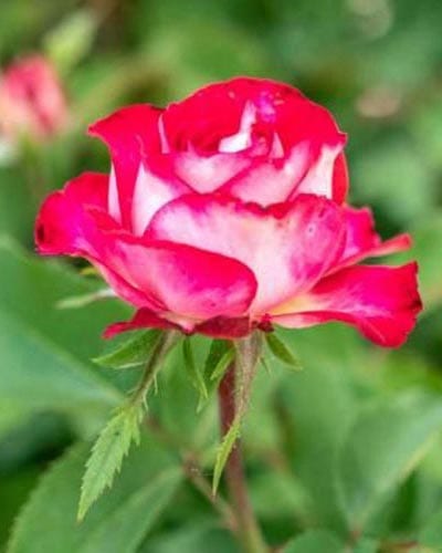 Hybrid Tea Roses - Yearly Rose List