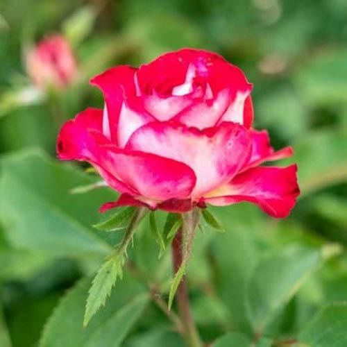 Love at First Sight Hybrid Tea Roses