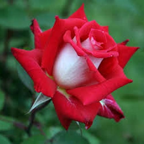 Love Grandiflora Roses