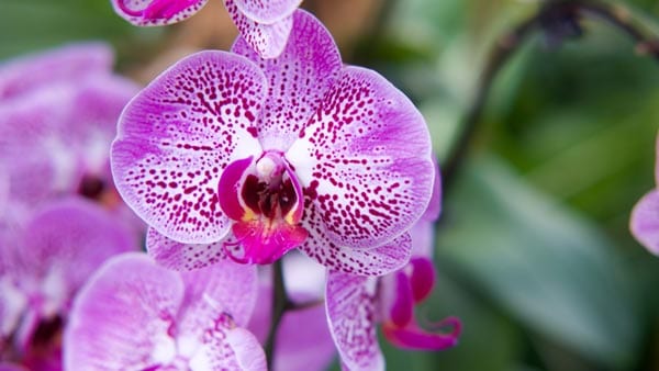 Orchids are great Valentine's Day gifts