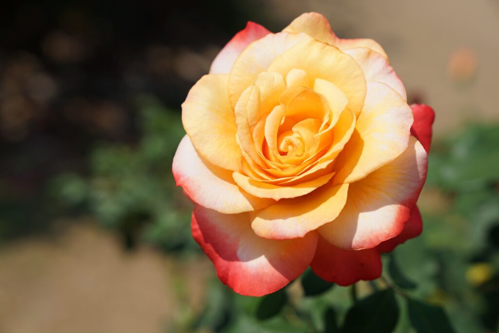 roses-Chicago Peace-city floral garden center denver