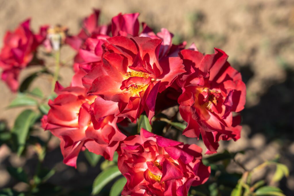 roses-Cinco De Mayo-city floral garden center denver