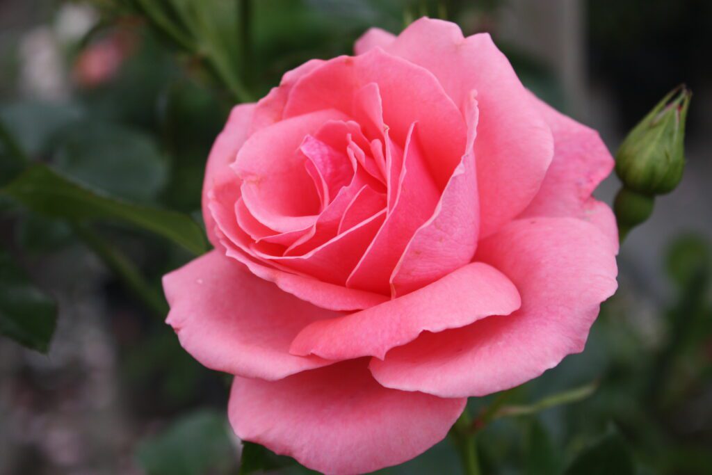 roses-Floribunda Roses- Perfume Delight-city floral garden center