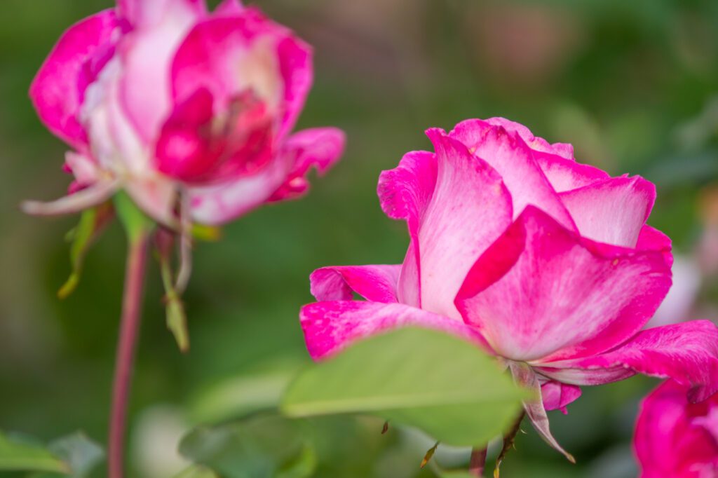 roses-Love at First Sight - city floral garden center denver