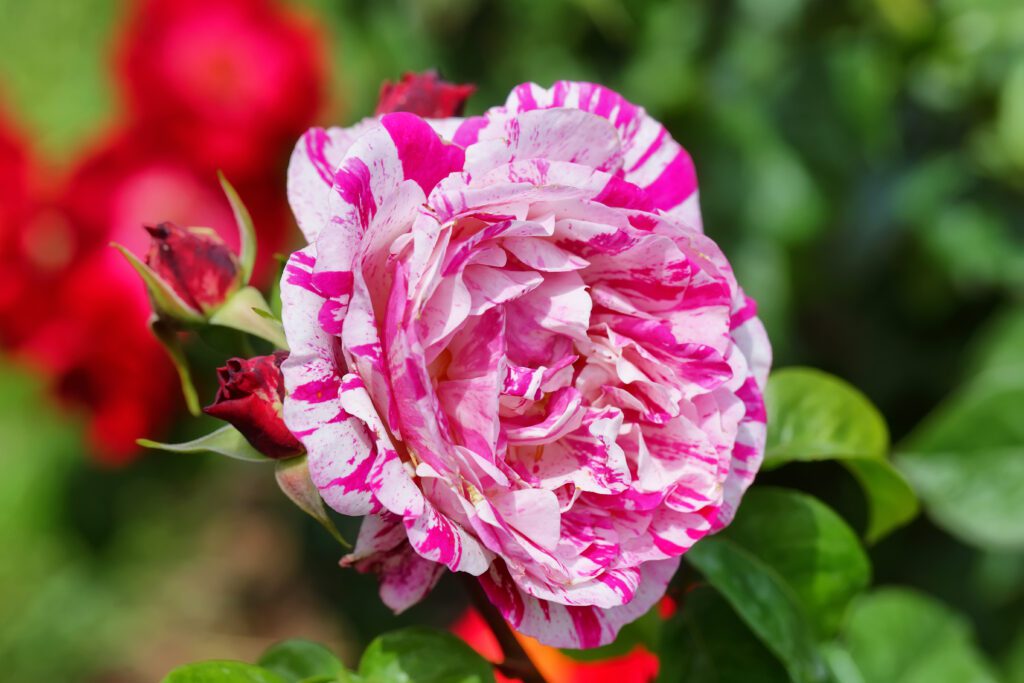 roses-Neil Diamond-city floral garden center