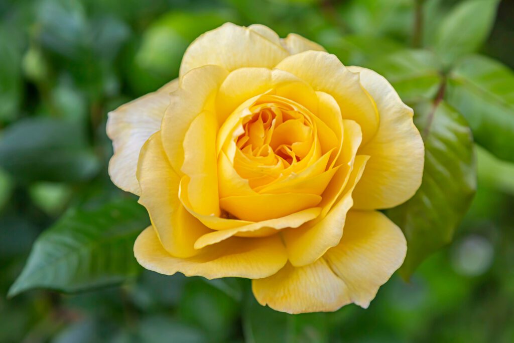 roses-St Patrick-city floral garden center denver