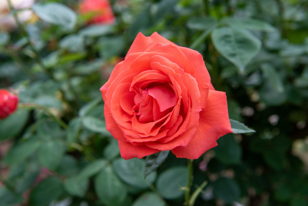 roses-Tropicana-city floral garden center denver
