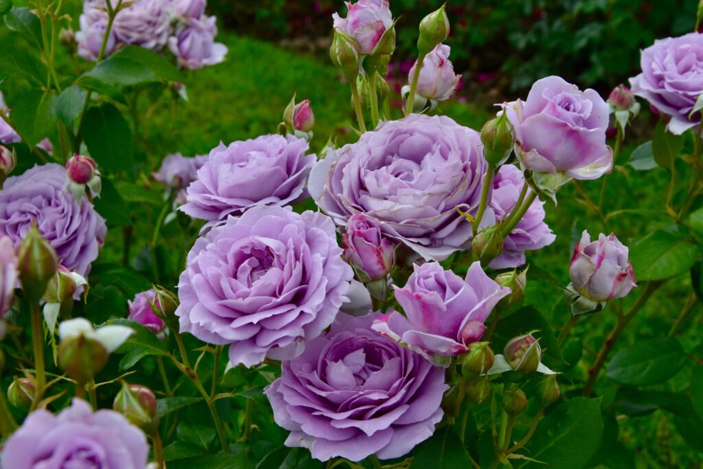 roses-arctic blue-city floral garden center denver