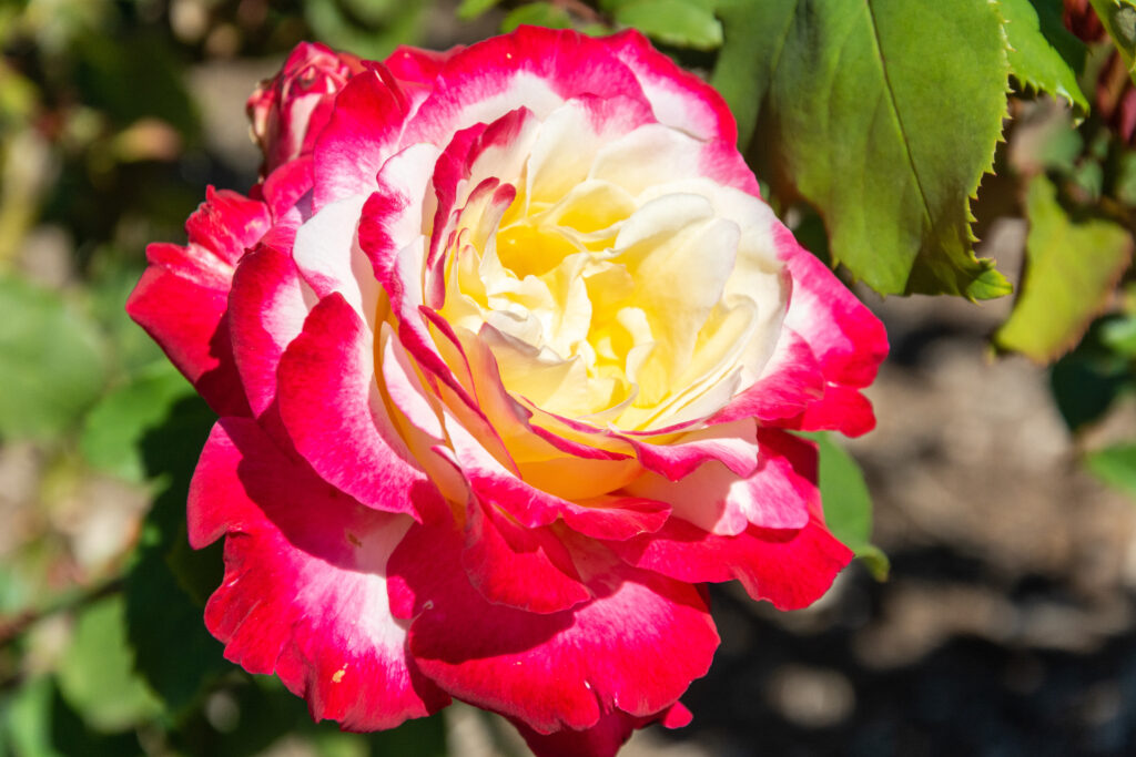 roses-double delight-city floral garden center denver