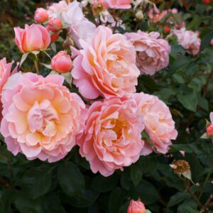 roses-floribunda rose-city floral garden center denver