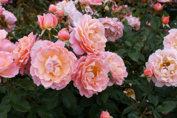 roses-floribunda rose-city floral garden center denver