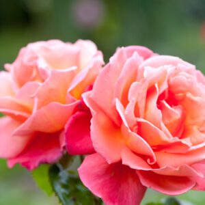 roses-hybrid-tea-city floral garden center denver