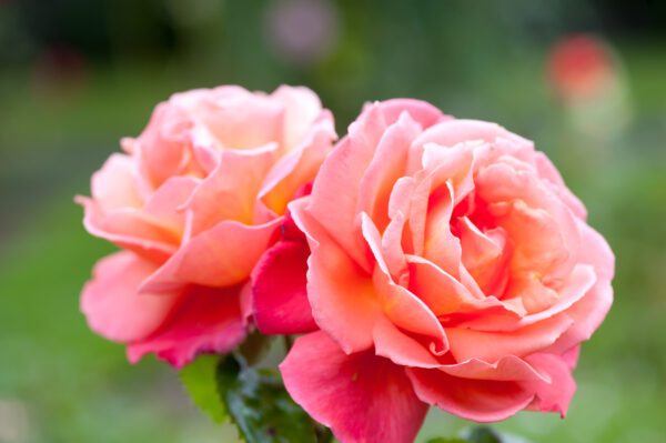 roses-hybrid-tea-city floral garden center denver