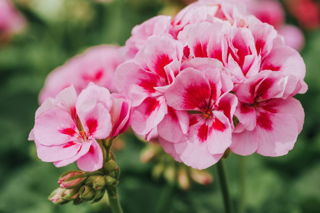 Close up image of bright pink geranium | City Floral Garden Center - Denver