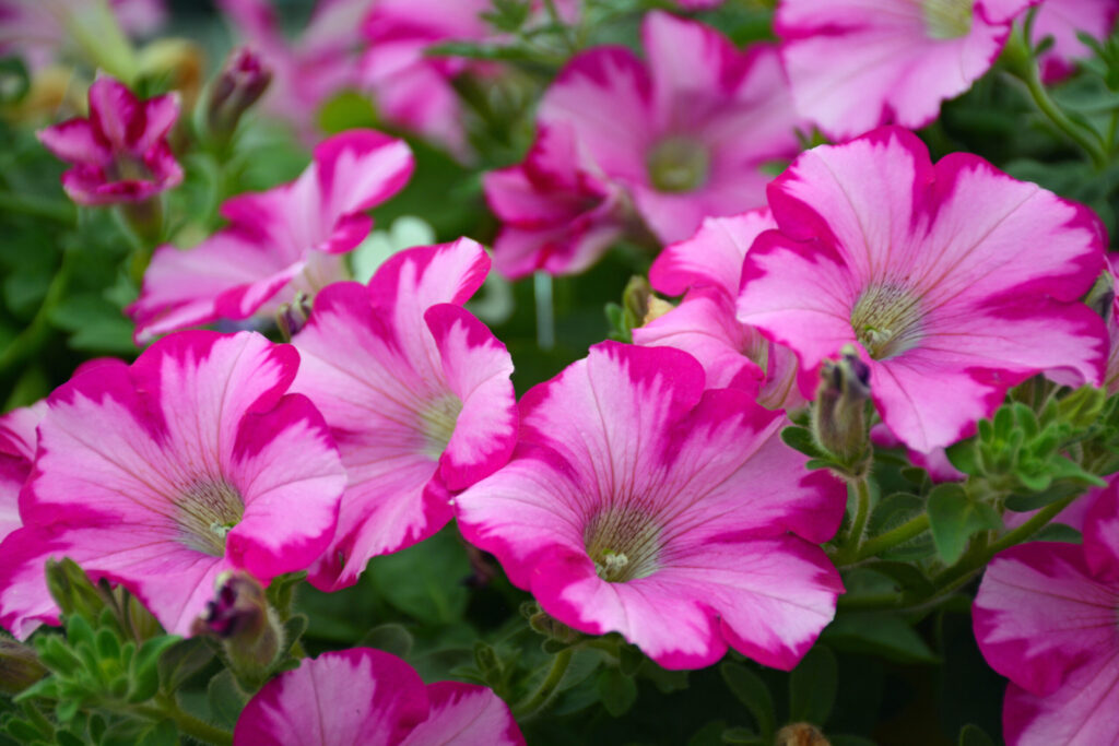 Beautiful pink petunia | City Floral Garden Center - Denver