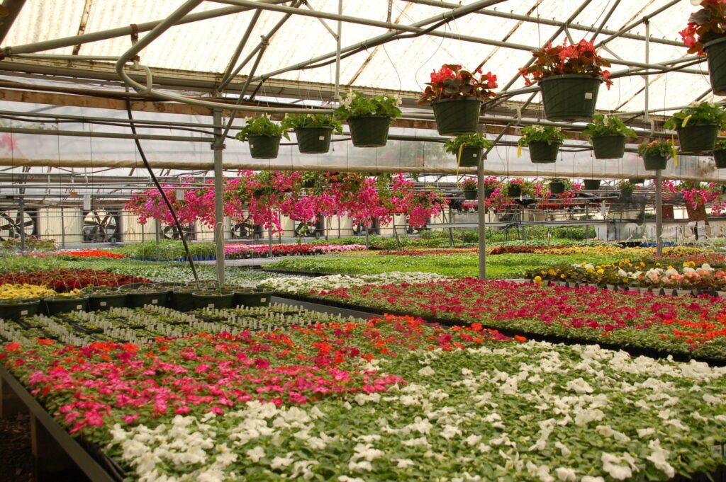 Annuals greenhouse in Golden growing facility | City Floral Garden Center - Denver