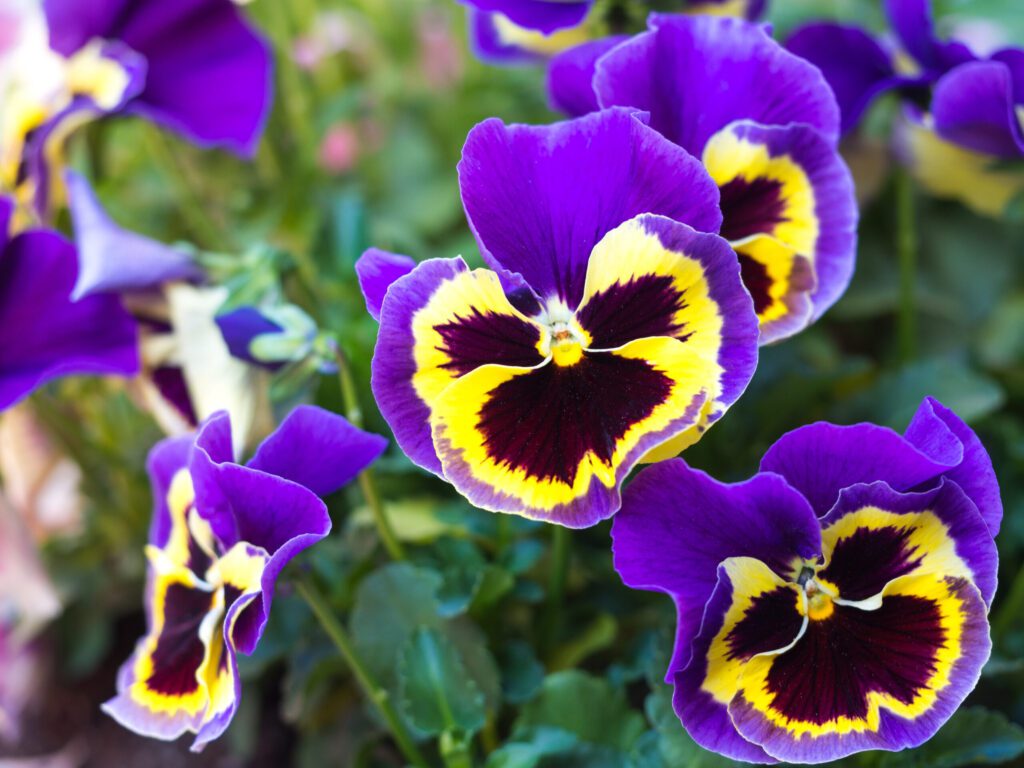 Purple and yellow pansy variety | City Floral Garden Center - Denver