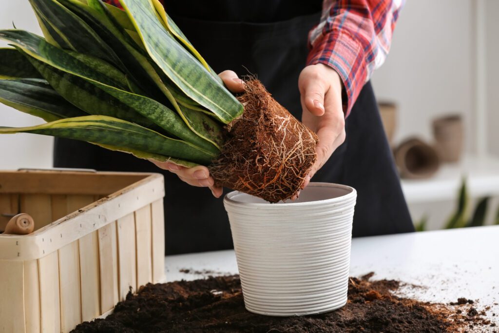 Services at City Floral | Woman repotting a snake plant - Denver