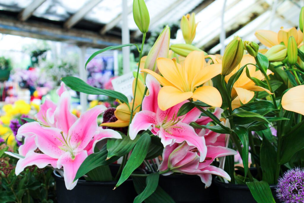 Pink and Yellow Lilies | City Floral Garden Center | Indoor Blooming