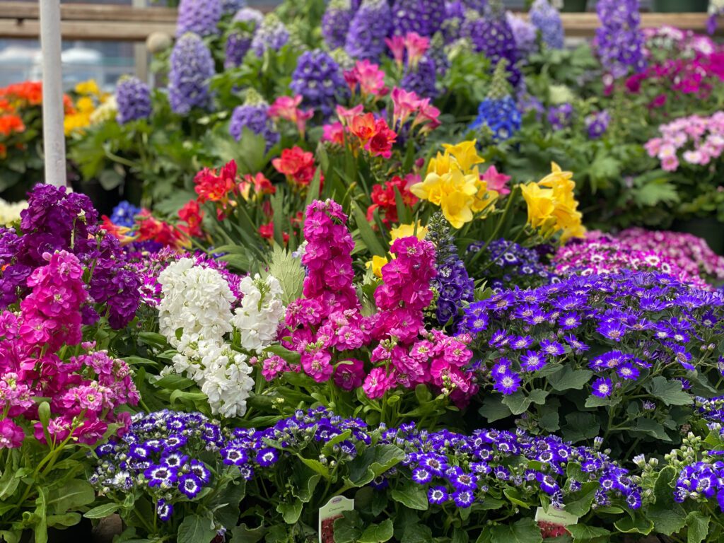 City Floral Garden Center | Indoor Blooming
