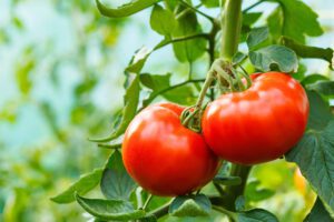 Ripe tomato cluster in greenhouse | City Floral Garden Center - Denver