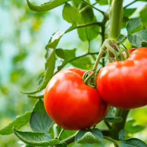 Ripe tomato cluster in greenhouse | City Floral Garden Center - Denver