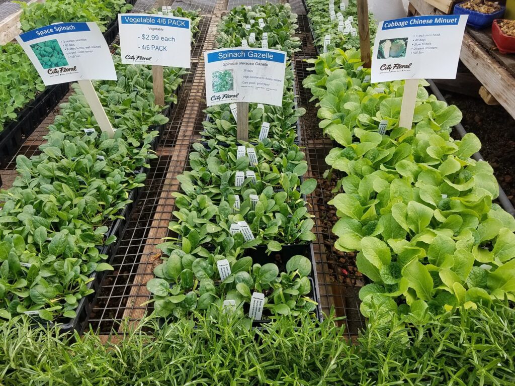 Vegetable starters for cold weather planting| City Floral Garden Center - Denver