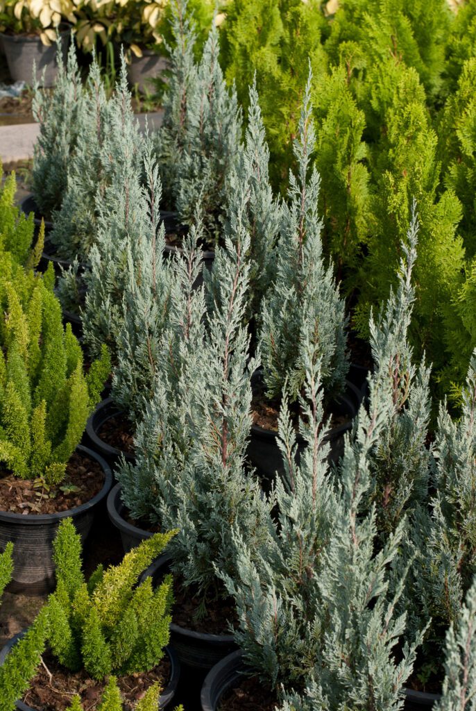 Dwarf blue juniper | City Floral Garden Center - Denver