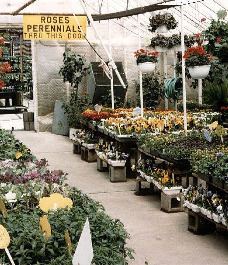 City Floral Greenhouse outdoor annuals 1980s - Denver