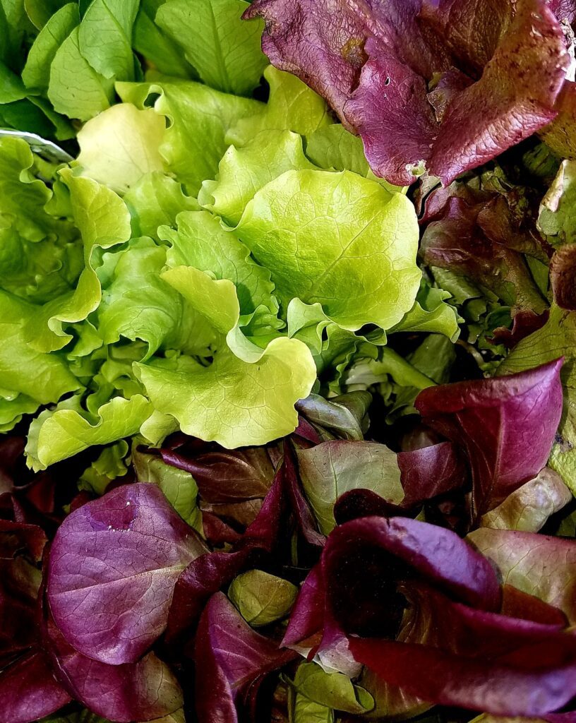 Grow your own lettuce and greens | City Floral Garden Center - Denver