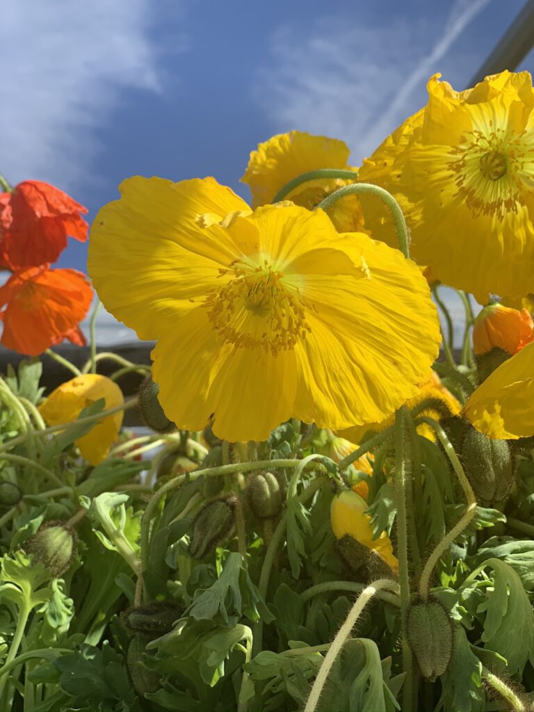 Yellow and orange perennials | City Floral Garden Center - Denver