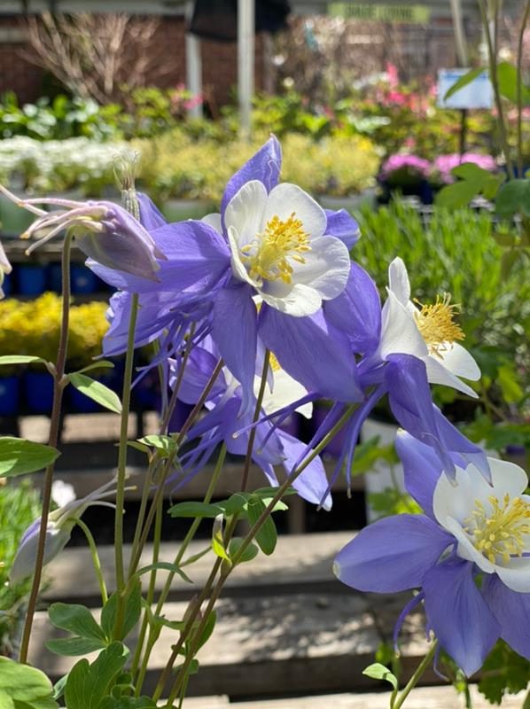 City Floral Garden Center | Perennials | Columbine