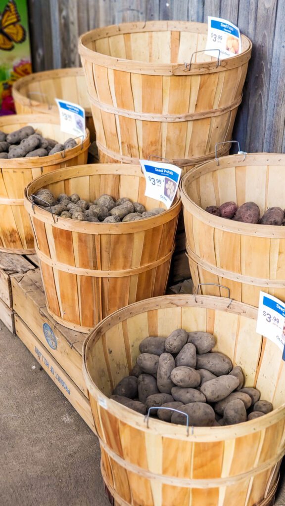 Seed Potatoes in barrels | City Floral Garden Center - Denver