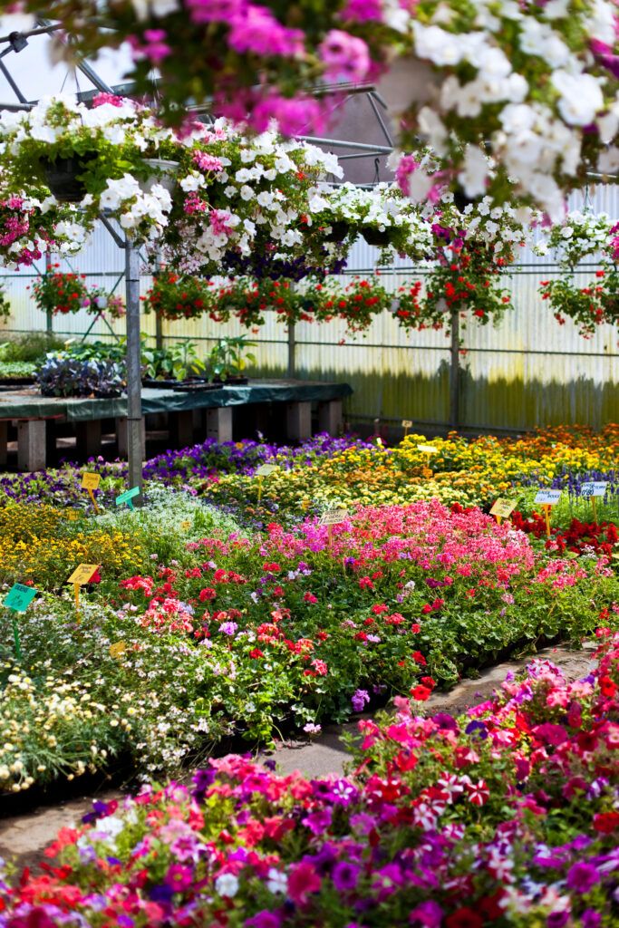 Variety of colorful flowers in garden center | City Floral Garden Center