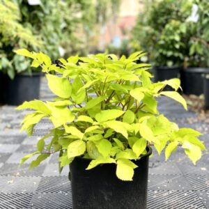 Aralia "Sun King"
