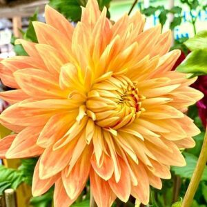Dinner Plate Dahlias