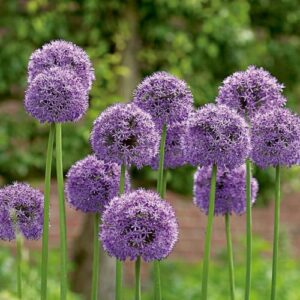 Allium Bulbs
