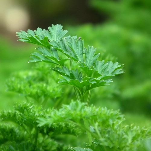 Herb Seeds
