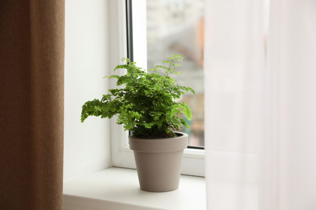 Maidenhair Fern in a grey pot on a window sill