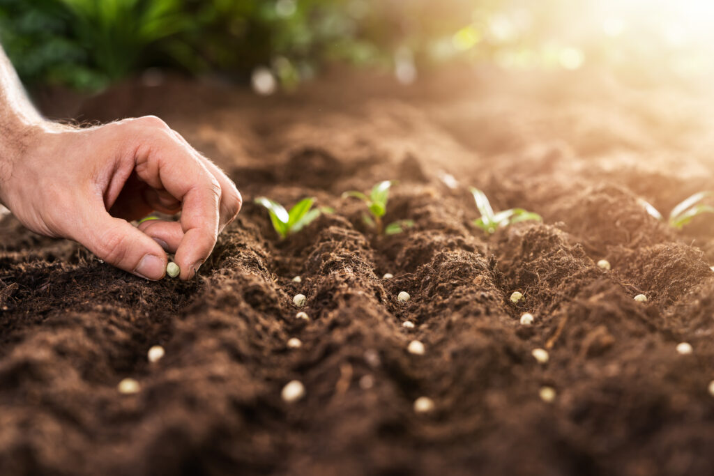 Farmer's Hand Planting Seeds In Soil | City Floral Garden Center - Denver