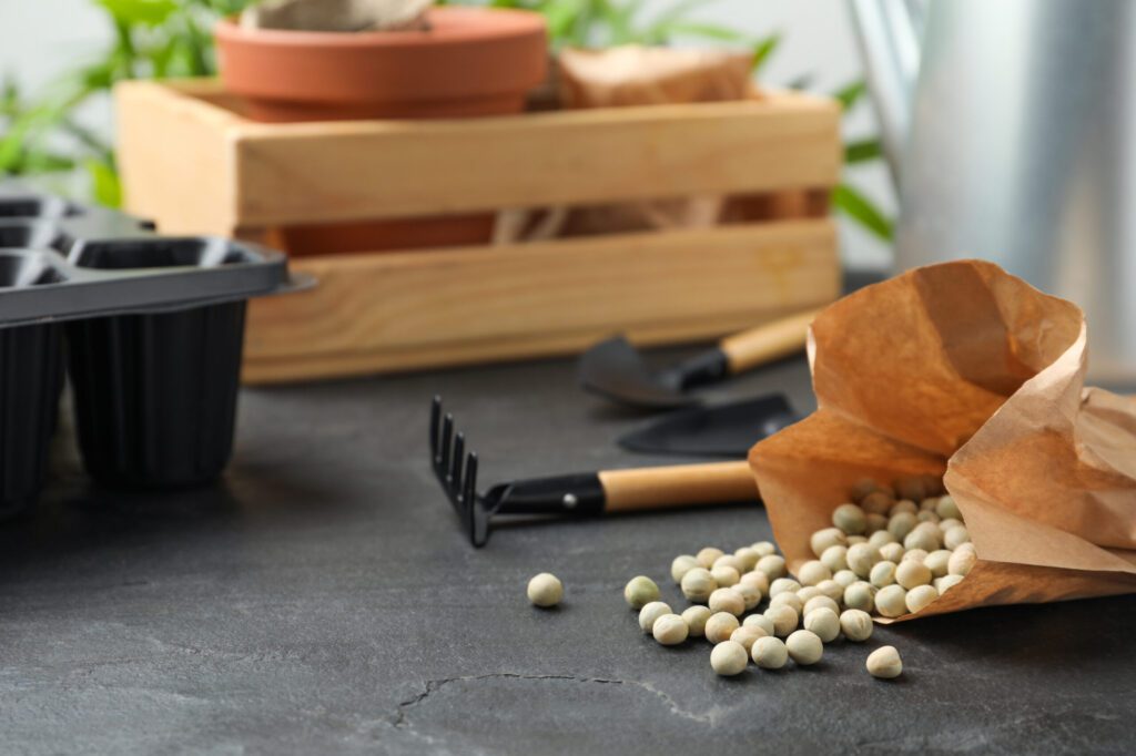 Raw dry peas, gardening tools and wooden crate on black table | City Floral Garden Center - Denver