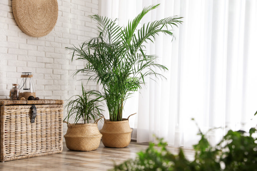 Palm Trees | Medium Light | City Floral Garden Center - Denver