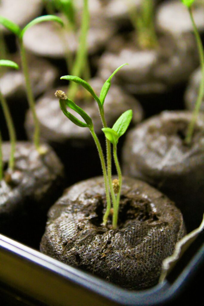 Seedlings erupting from dirt plugs | City Floral Garden Center - Denver