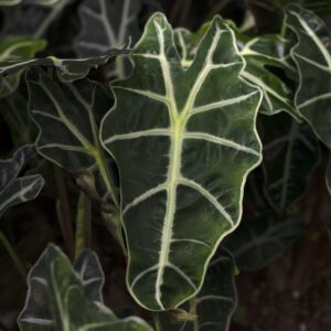 Alocasia Houseplant | City Floral Garden Center - Denver