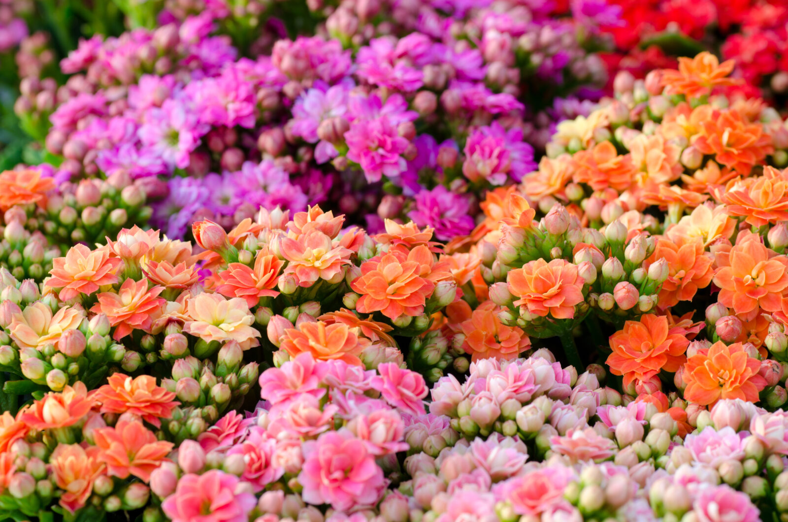 Flaming Katy Florist Kalanchoe Flowers. Bright coral, pink, red and purple flowers