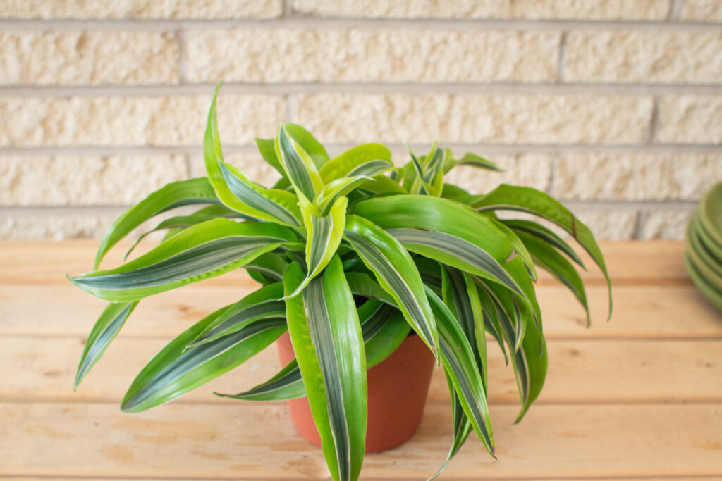 Lemon Lime Dracaena in a terracotta pot on a wooden counter top