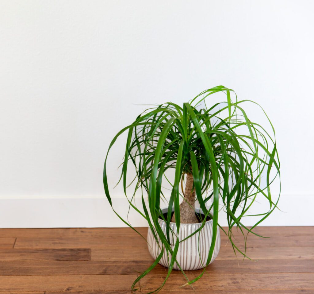 Ponytail Palm in a white ceramic pot against the white wall