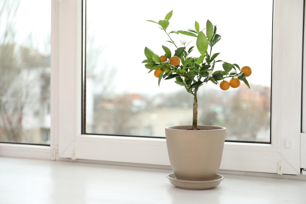 Potted citrus tree on windowsill indoors | City Floral Garden Center - Denver