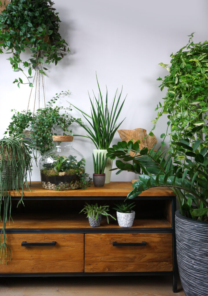 Indoor tropical houseplants on a wooden entry table
