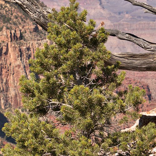 City Floral Garden Center-Fresh-Cut Christmas Trees--Pinyon Pine Christmas tree